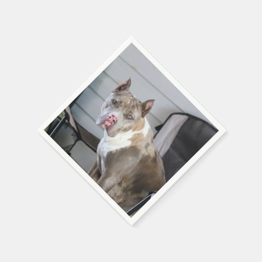 Pit Bull Servet (Hoek)