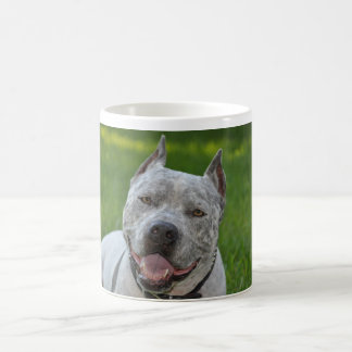 pit bull sharky dog mok Good Morochtend pitbull