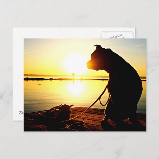 Pit Bull Sunrise Briefkaart (Voorkant / Achterkant)