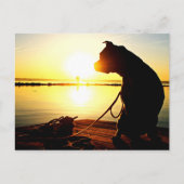 Pit Bull Sunrise Briefkaart (Voorkant)