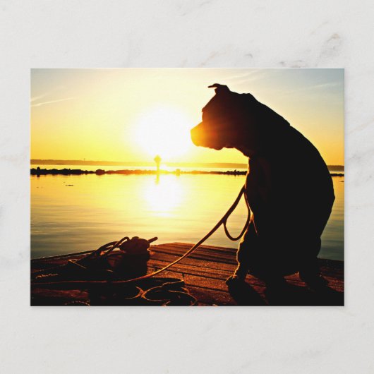 Pit Bull Sunrise Briefkaart (Voorkant)
