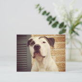 Pit Bull T-Bone Briefkaart (Staand voorkant)