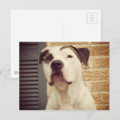 Pit Bull T-Bone Briefkaart (Voorkant / Achterkant)