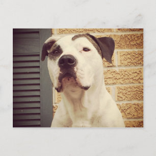 Pit Bull T-Bone Briefkaart