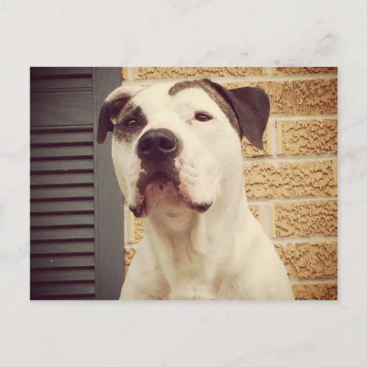 Pit Bull T-Bone Briefkaart (Voorkant)