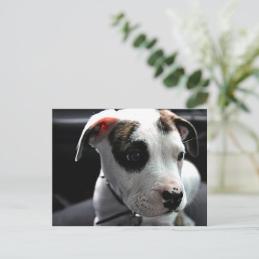 Pit Bull T-Bone Briefkaart (Staand voorkant)