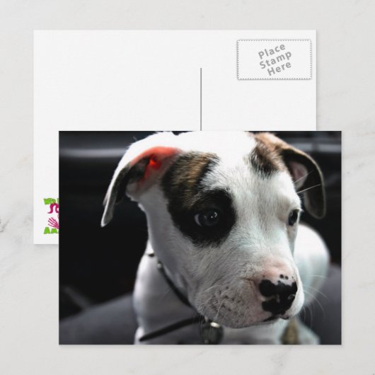 Pit Bull T-Bone Briefkaart (Voorkant / Achterkant)