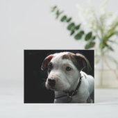 Pit Bull T-Bone Briefkaart (Staand voorkant)