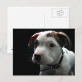 Pit Bull T-Bone Briefkaart (Voorkant / Achterkant)