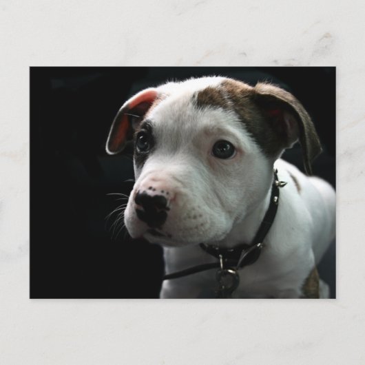 Pit Bull T-Bone Briefkaart (Voorkant)