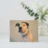 Pit Bull T-Bone Briefkaart (Staand voorkant)