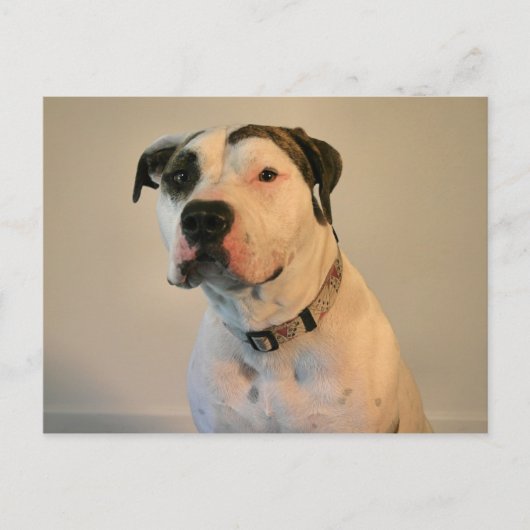 Pit Bull T-Bone Briefkaart (Voorkant)