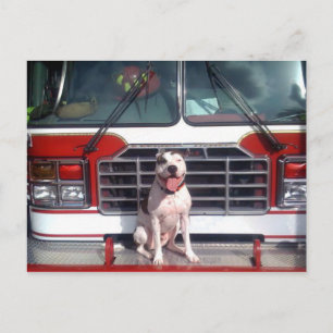 Pit Bull T Bone Fire House Dog Briefkaart