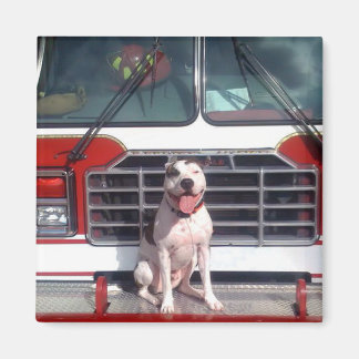 Pit Bull T Bone Fire House Dog Magneet