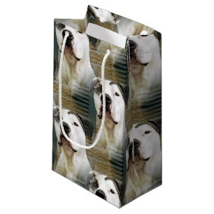 Pit Bull T-Bone Klein Cadeauzakje