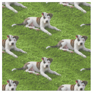 Pit Bull T-Bone Puppy Stof