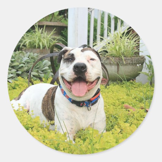 Pit Bull T-Bone Ronde Sticker (Voorkant)