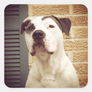 Pit Bull T-Bone Vierkante Sticker