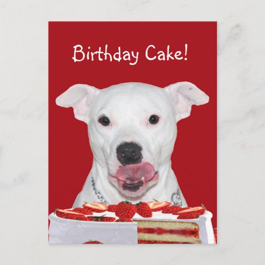 Pit Bull Terrier Birthday Briefkaart (Voorkant)