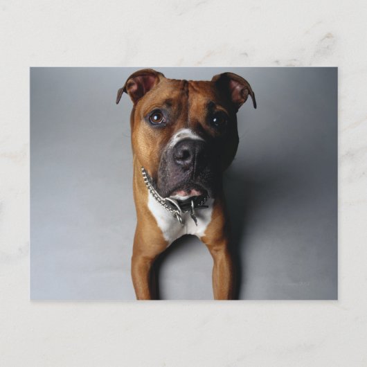 Pit Bull Terrier die neer Briefkaart (Voorkant)