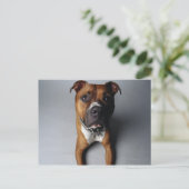 Pit Bull Terrier die neer Briefkaart (Staand voorkant)