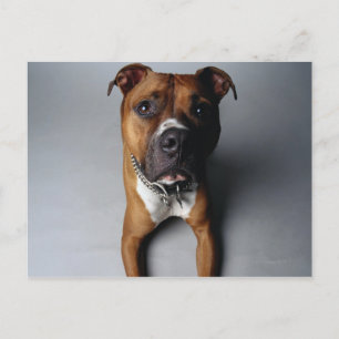 Pit Bull Terrier die neer Briefkaart