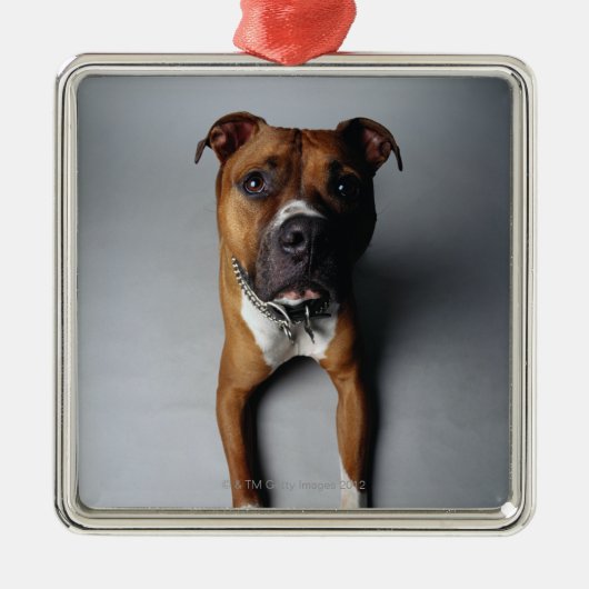 Pit Bull Terrier die neer Metalen Ornament (Voorkant)