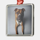 Pit Bull Terrier die neer Metalen Ornament (Links)