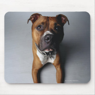Pit Bull Terrier die neer Muismat