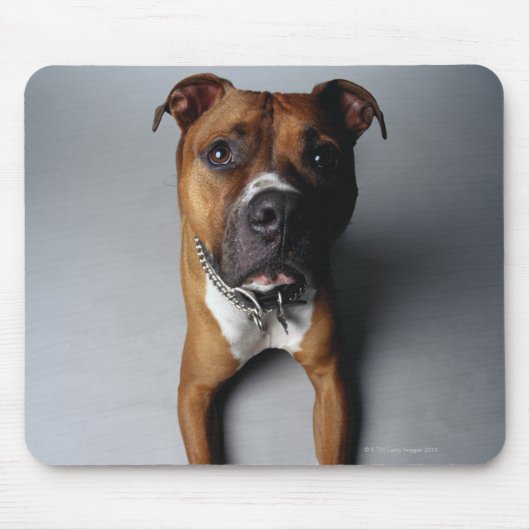 Pit Bull Terrier die neer Muismat (Voorkant)