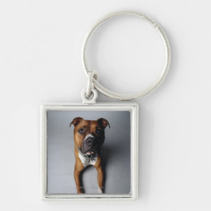 Pit Bull Terrier die neer Sleutelhanger