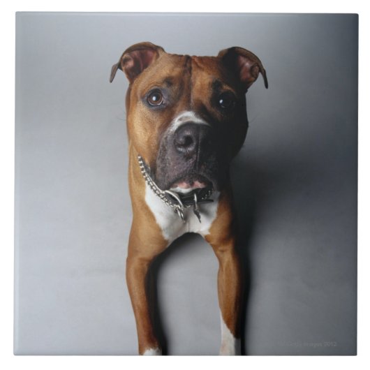 Pit Bull Terrier die neer Tegeltje (Voorkant)