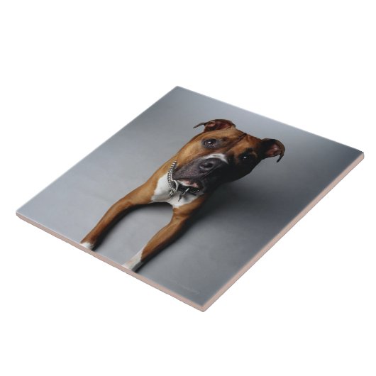 Pit Bull Terrier die neer Tegeltje (Zijkant)