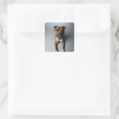 Pit Bull Terrier die neer Vierkante Sticker (Tas)