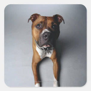 Pit Bull Terrier die neer Vierkante Sticker
