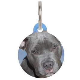Pit Bull Terrier hond. Huisdierpenning