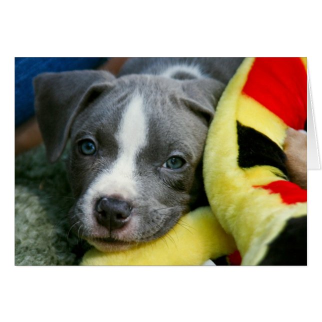 Pit Bull Terrier Pup Card - "Mikey" (Voorkant Horizontaal)