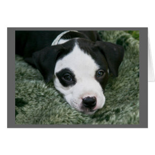 Pit Bull Terrier Pup Kaart - "Angie"
