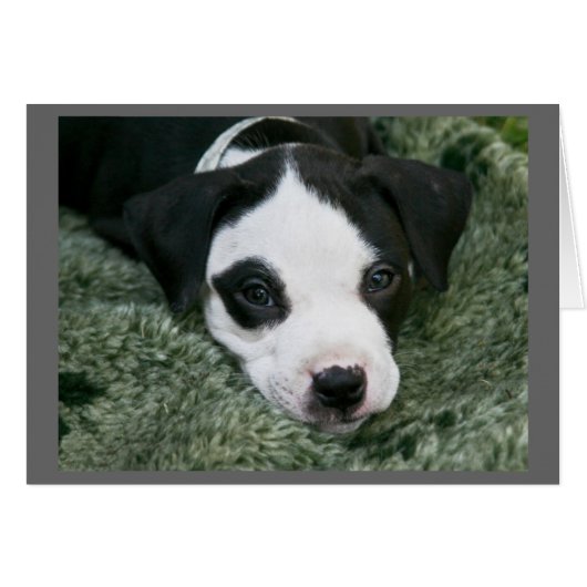 Pit Bull Terrier Pup Kaart - "Angie" (Voorkant Horizontaal)