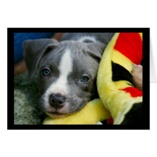 Pit Bull Terrier Pup Kaart - "Mikey"