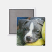Pit Bull Terrier Pup Magnet - "Mikey" (Voorkant / Achterkant)