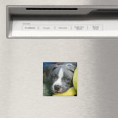 Pit Bull Terrier Pup Magnet - "Mikey" (Insitu (Vaatwasser))
