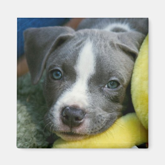 Pit Bull Terrier Pup Magnet - "Mikey" (Voorkant)