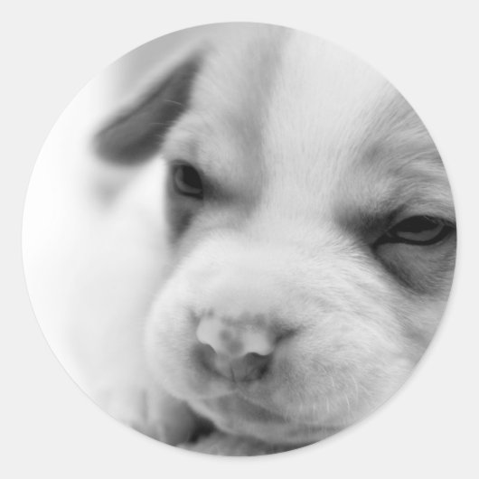 Pit Puppy Sticker (Voorkant)