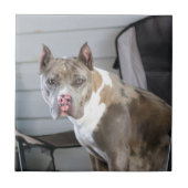 Pit-stier Tegeltje (Voorkant)