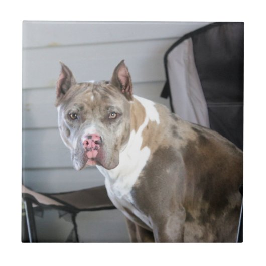 Pit-stier Tegeltje (Voorkant)