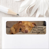 Pitbull Adresetiketten Etiket (Insitu)