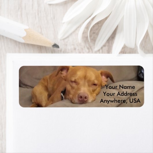 Pitbull Adresetiketten Etiket (Insitu)