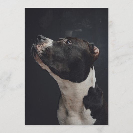 Pitbull Bar Menu (Achterkant)