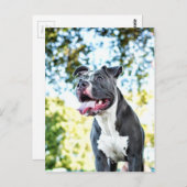 Pitbull Briefkaart (Voorkant / Achterkant)